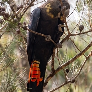 Calyptorhynchus lathami lathami (Glossy Black-Cockatoo) at Wingello, NSW by Aussiegall