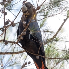 Calyptorhynchus lathami lathami at Wingello, NSW - suppressed