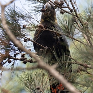 Calyptorhynchus lathami lathami at Wingello, NSW - suppressed