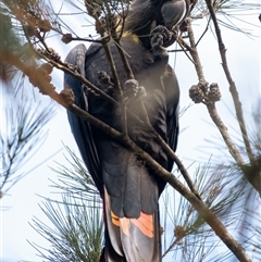 Calyptorhynchus lathami lathami at Wingello, NSW - suppressed