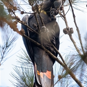 Calyptorhynchus lathami lathami at Wingello, NSW - suppressed