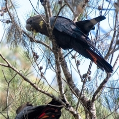 Calyptorhynchus lathami lathami at Wingello, NSW - suppressed