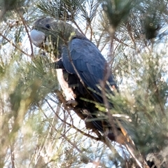 Calyptorhynchus lathami lathami (Glossy Black-Cockatoo) at Penrose, NSW - 27 Apr 2020 by Aussiegall