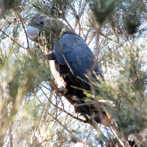 Calyptorhynchus lathami lathami (Glossy Black-Cockatoo) at Penrose, NSW by Aussiegall