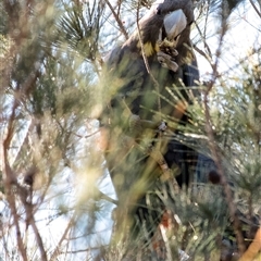 Calyptorhynchus lathami lathami at Penrose, NSW - 27 Apr 2020