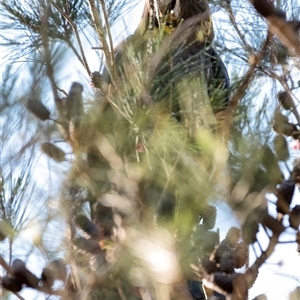 Calyptorhynchus lathami lathami at Penrose, NSW - 27 Apr 2020