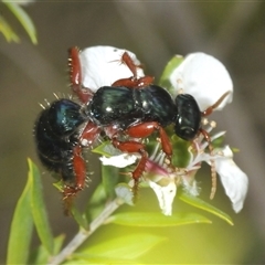 Diamma bicolor (Blue ant, Bluebottle ant) at Bredbo, NSW - 23 Nov 2024 by Harrisi