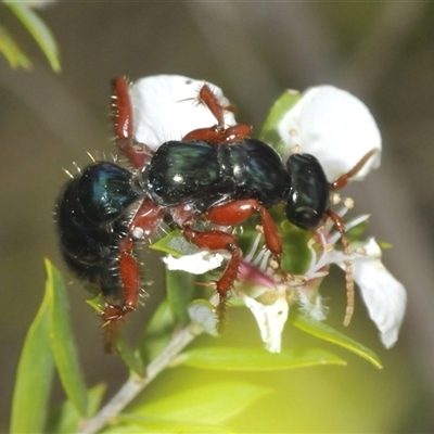 Diamma bicolor (Blue ant, Bluebottle ant) at Bredbo, NSW - 23 Nov 2024 by Harrisi