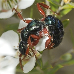 Diamma bicolor at Bredbo, NSW - 23 Nov 2024 04:11 PM