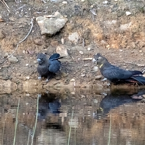 Calyptorhynchus lathami lathami (Glossy Black-Cockatoo) at Penrose, NSW by Aussiegall