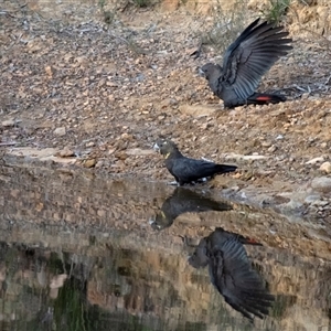 Calyptorhynchus lathami lathami at Penrose, NSW - 3 May 2020