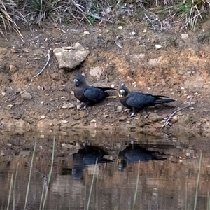 Calyptorhynchus lathami lathami at Penrose, NSW - suppressed