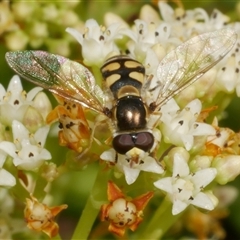 Syrphidae (family) at Freshwater Creek, VIC - 21 Nov 2024 by WendyEM