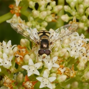 Simosyrphus grandicornis at Freshwater Creek, VIC - 22 Nov 2024