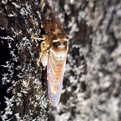 Unidentified Cicada (Hemiptera, Cicadoidea) at Higgins, ACT - 25 Nov 2024 by Untidy