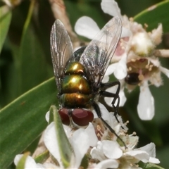 Rutiliini (tribe) (A bristle fly) at Freshwater Creek, VIC - 22 Nov 2024 by WendyEM