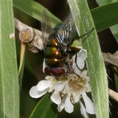 Rutiliini (tribe) at Freshwater Creek, VIC - 22 Nov 2024