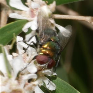 Rutiliini (tribe) at Freshwater Creek, VIC - 22 Nov 2024 02:22 PM