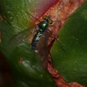 Sciapodinae (subfamily) at Freshwater Creek, VIC - 22 Nov 2024 10:16 AM