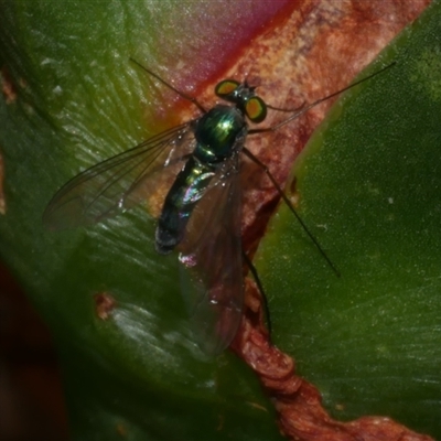 Sciapodinae (subfamily) (A long-legged fly) at Freshwater Creek, VIC - 22 Nov 2024 by WendyEM