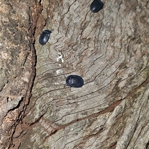 Pterohelaeus sp. (genus) (Pie-dish beetle) at Higgins, ACT by Untidy