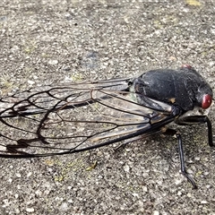 Psaltoda moerens (Redeye cicada) at Melba, ACT - 26 Nov 2024 by kasiaaus