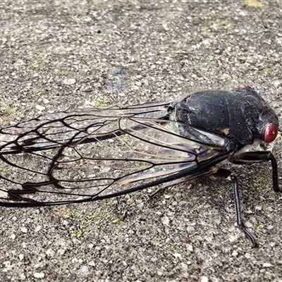 Psaltoda moerens (Redeye cicada) at Melba, ACT - 26 Nov 2024 by kasiaaus