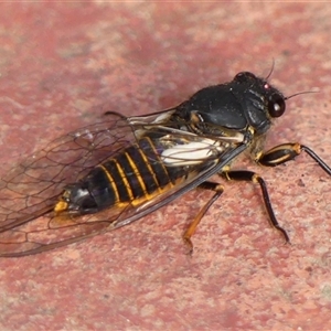 Yoyetta hunterorum (Sydney Treetop Ticker) at Braemar, NSW by Curiosity