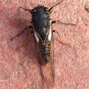 Yoyetta hunterorum at Braemar, NSW - 25 Nov 2024 05:50 PM