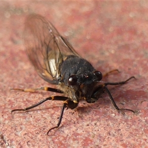 Yoyetta hunterorum at Braemar, NSW - 25 Nov 2024 05:50 PM