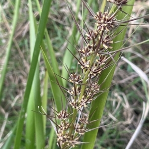 Lomandra longifolia at Bookham, NSW - 25 Nov 2024 02:29 PM