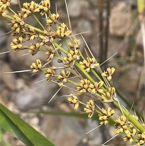 Lomandra longifolia at Bookham, NSW - 25 Nov 2024 02:29 PM