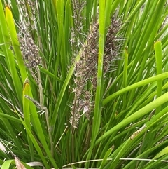 Lomandra longifolia at Bookham, NSW - 25 Nov 2024 02:29 PM