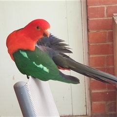 Alisterus scapularis (Australian King-Parrot) at Ainslie, ACT - 22 Nov 2024 by Jeanette