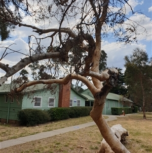 Eucalyptus (genus) at Ainslie, ACT - 21 Nov 2024 03:57 PM