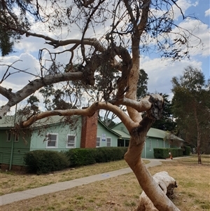 Eucalyptus sp. (A Gum Tree) at Ainslie, ACT by Jeanette