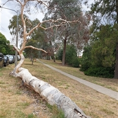 Eucalyptus sp. at Ainslie, ACT - 21 Nov 2024