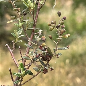 Pomaderris angustifolia at Bookham, NSW - 25 Nov 2024 02:15 PM