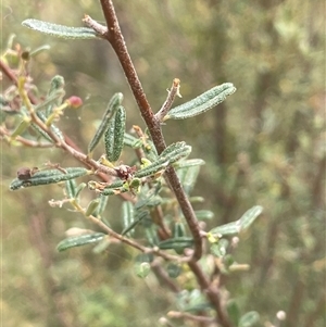 Pomaderris angustifolia at Bookham, NSW - 25 Nov 2024 02:15 PM