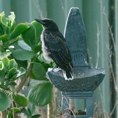 Strepera graculina (Pied Currawong) at Higgins, ACT - 24 Nov 2024 by Jennybach