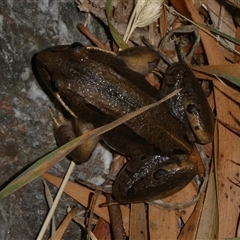 Limnodynastes dumerilii (Eastern Banjo Frog) at Charleys Forest, NSW - 26 Nov 2024 by arjay