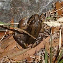 Limnodynastes peronii at Charleys Forest, NSW - suppressed