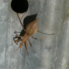 Unidentified Assassin bug (Reduviidae) at Charleys Forest, NSW - 26 Nov 2024 by arjay