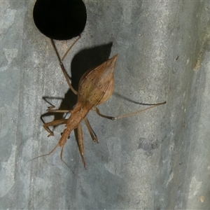 Sastrapada australica at Charleys Forest, NSW - suppressed