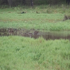 Anas superciliosa (Pacific Black Duck) at The Whiteman, NSW - 26 Nov 2024 by geoffcrispin