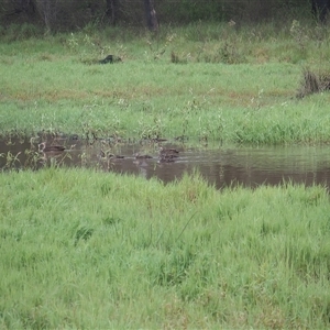 Anas superciliosa (Pacific Black Duck) at The Whiteman, NSW by geoffcrispin