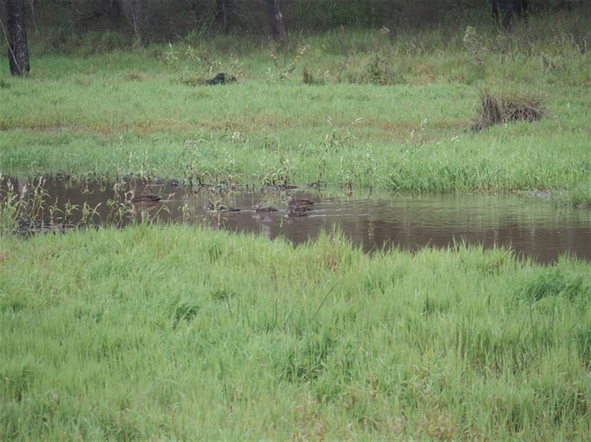 Anas superciliosa at The Whiteman, NSW - 27 Nov 2024 08:31 AM