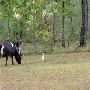 Bubulcus coromandus (Eastern Cattle Egret) at The Whiteman, NSW by geoffcrispin