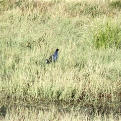 Porphyrio melanotus (Australasian Swamphen) at The Whiteman, NSW - 26 Nov 2024 by geoffcrispin