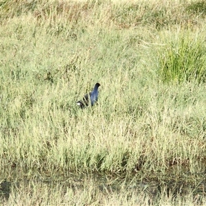 Porphyrio melanotus at The Whiteman, NSW - 27 Nov 2024 08:34 AM